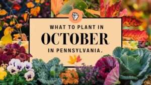 What To Plant In October In Pennsylvania