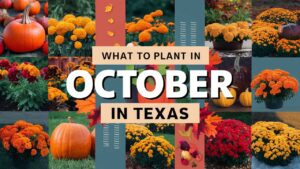 What To Plant In October In Texas