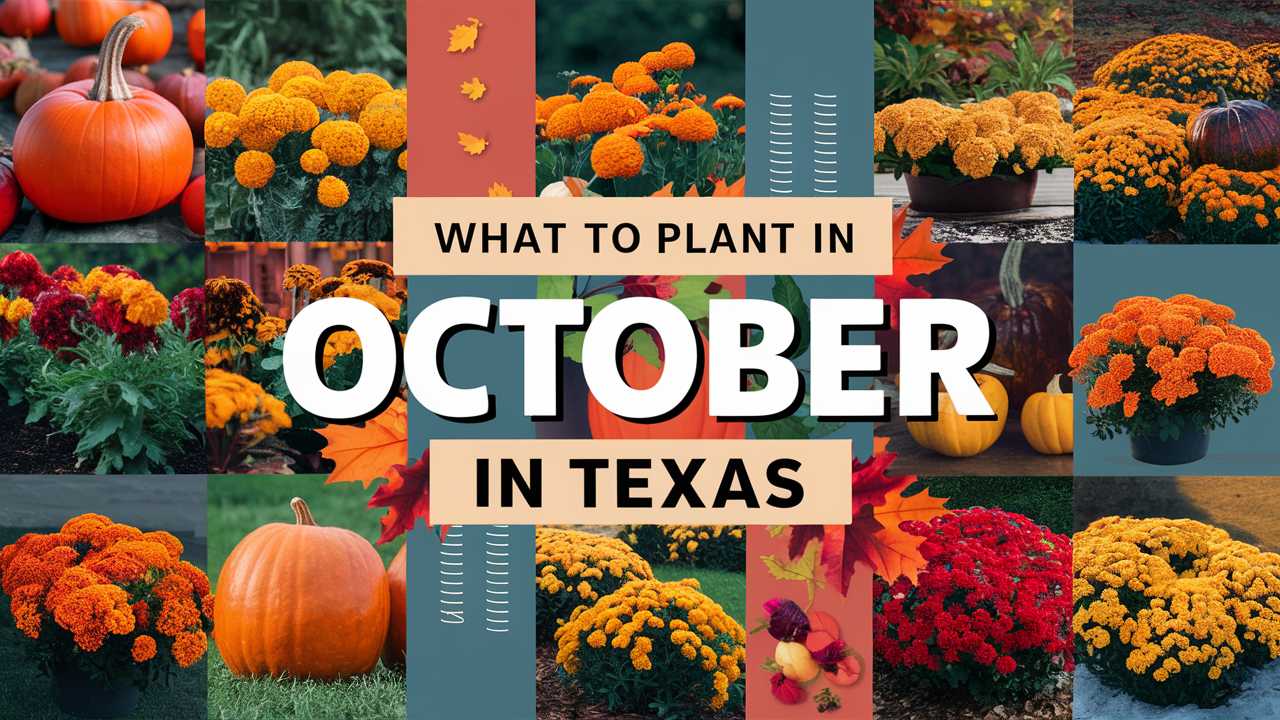 What To Plant In October In Texas