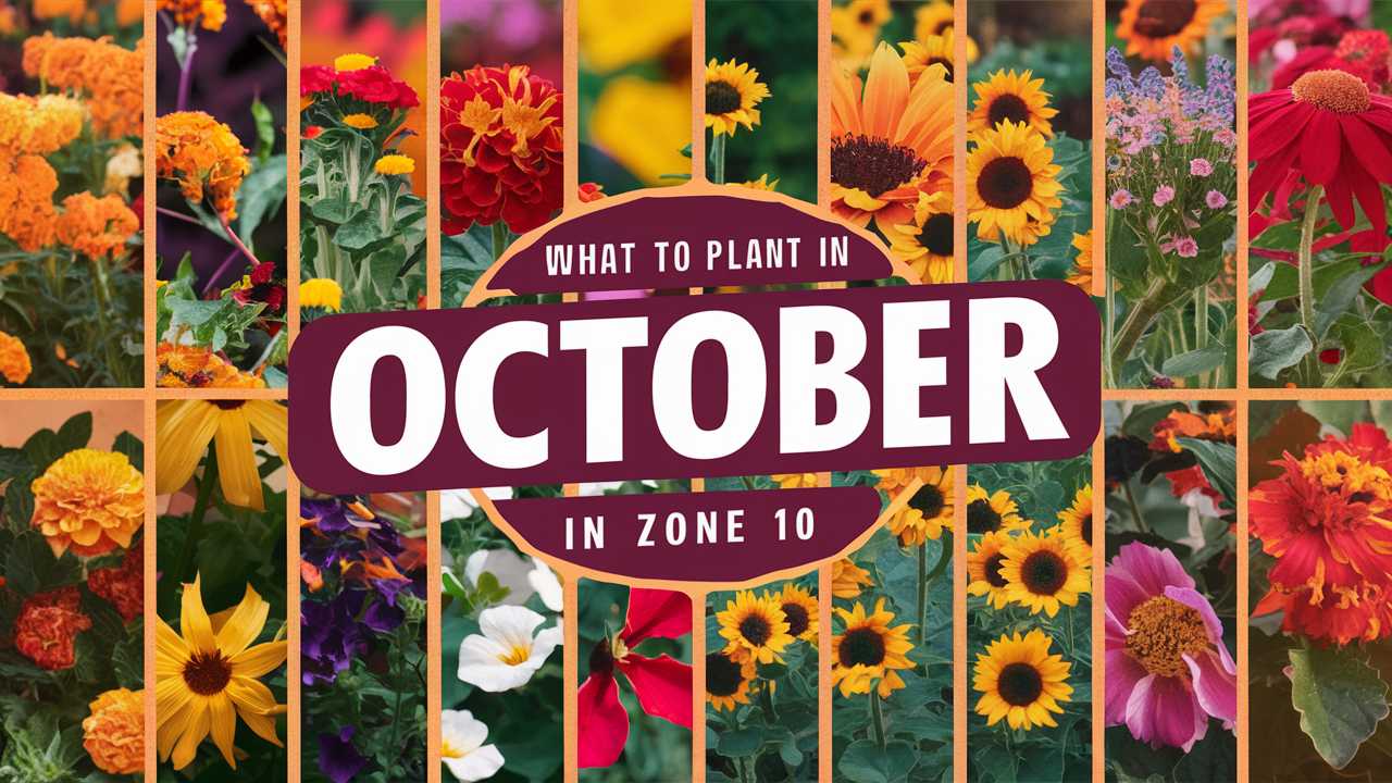 What To Plant In October In Zone 10