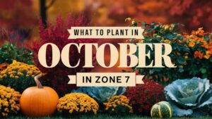What To Plant In October In Zone 7