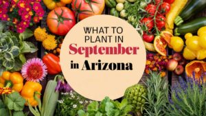 What To Plant In September In Arizona