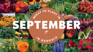 What To Plant In September In Georgia