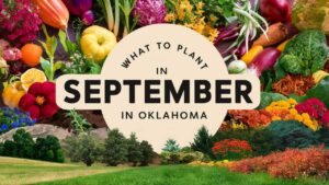 What To Plant In September In Oklahoma