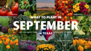 What To Plant In September In Texas