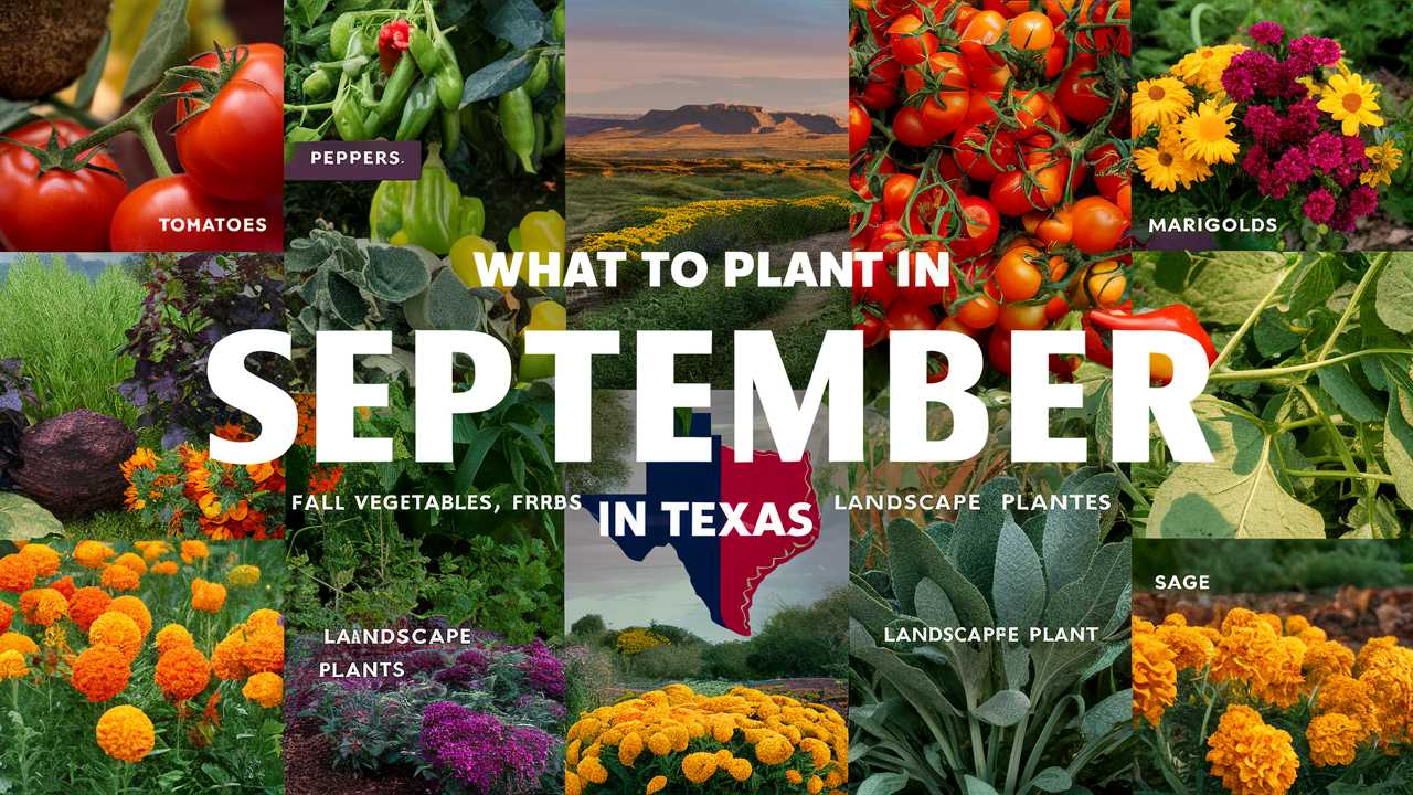What To Plant In September In Texas