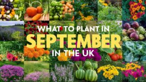 What To Plant In September In The UK