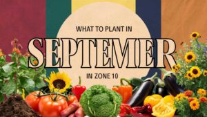 What To Plant In September In Zone 10