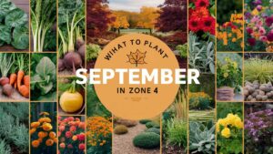 What To Plant In September In Zone 4