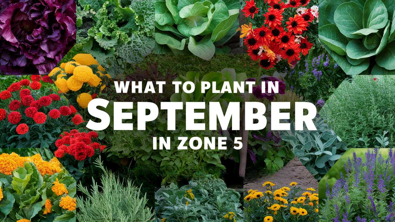 What To Plant In September In Zone 5