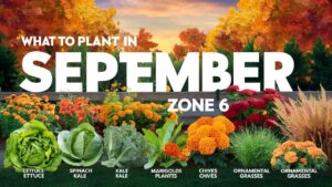 What To Plant In September In Zone 6
