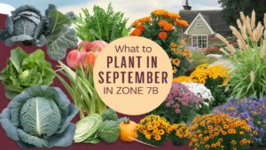 What To Plant In September In Zone 7b
