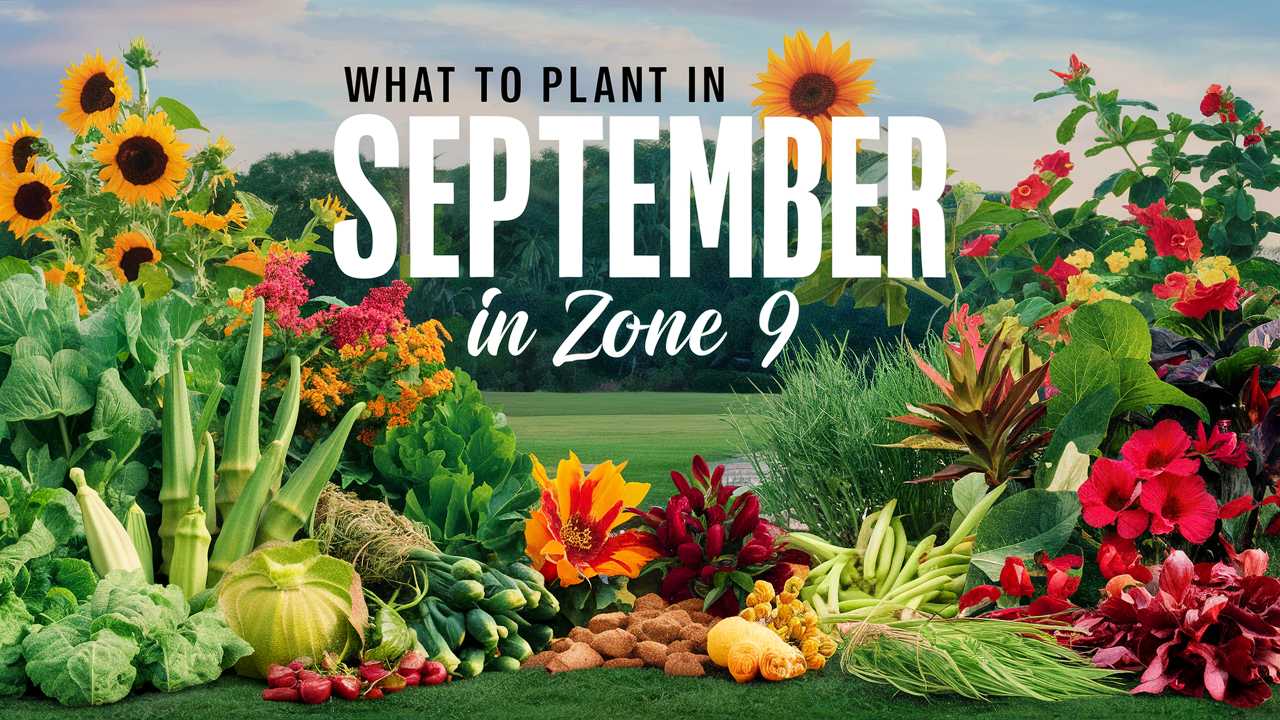 What To Plant In September In Zone 9