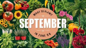 What To Plant In September In Zone 9b