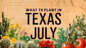 What To Plant In Texas In July