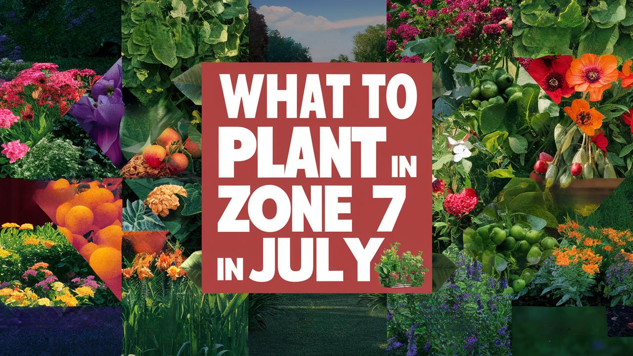 What To Plant in Zone 7 in July