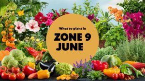 What To Plant In Zone 9 In June