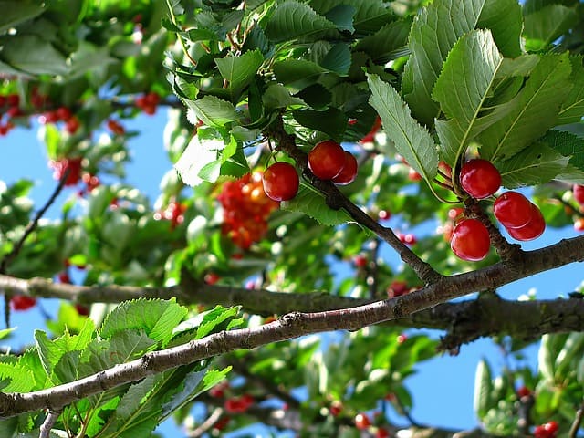  What Type of Soil is Best for a Cherry Tree?