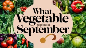 What Vegetable To Plant In September