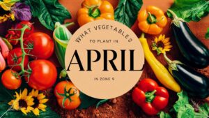 What Vegetables To Plant In April In Zone 9