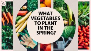 What Vegetables To Plant In The Spring