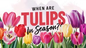 When Are Tulips In Season?