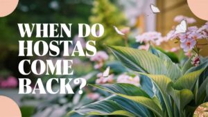 When Do Hostas Come Back?