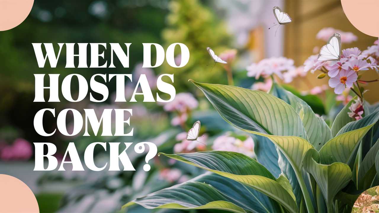 When Do Hostas Come Back