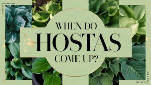 When Do Hostas Come Up?