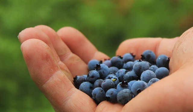 When Do You Harvest Blueberries