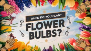 When Do You Plant Flower Bulbs