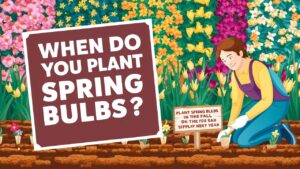 When Do You Plant Spring Bulbs