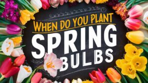 When Do You Plant Spring Bulbs