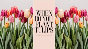 When Do You Plant Tulips