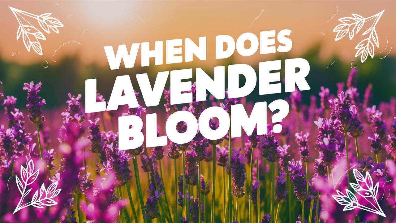 When Does Lavender Bloom