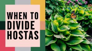 When To Divide Hostas