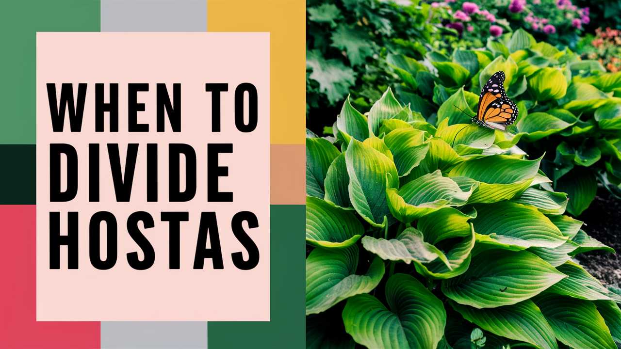 When To Divide Hostas