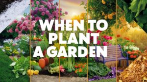 When To Plant A Garden