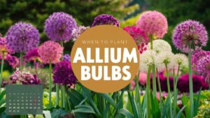 When To Plant Allium Bulbs