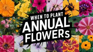 When To Plant Annual Flowers
