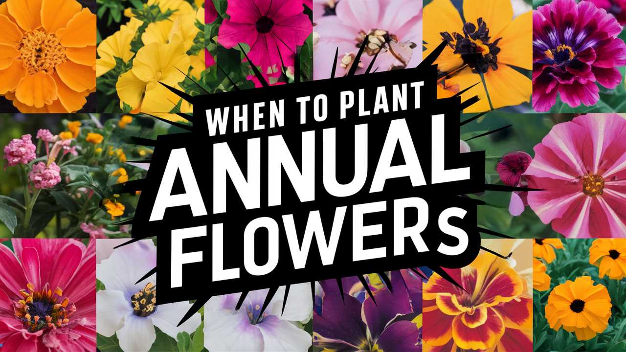 When To Plant Annual Flowers