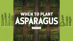 When To Plant Asparagus