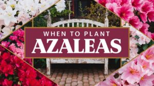 When To Plant Azaleas