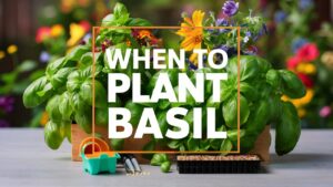 When To Plant Basil
