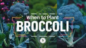 When To Plant Broccoli