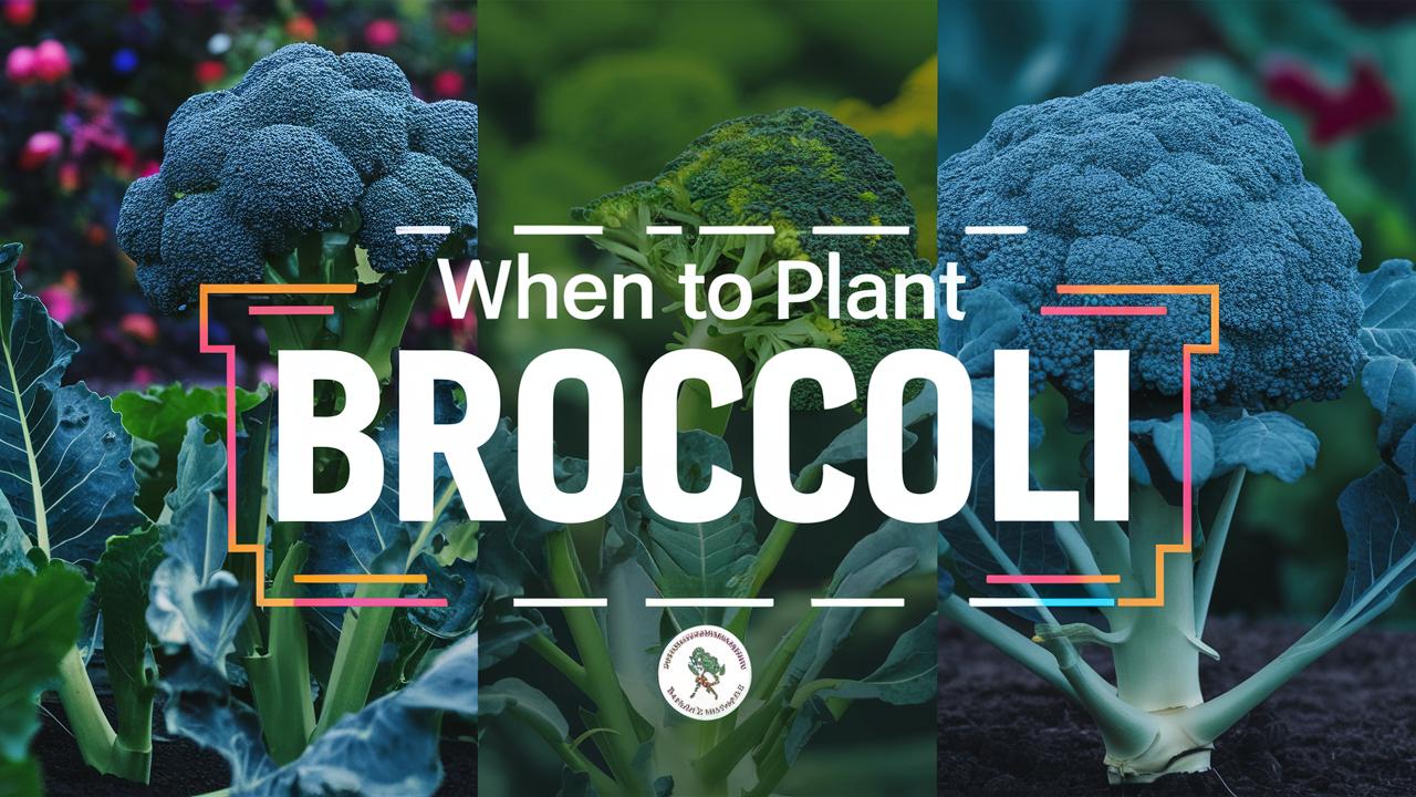 When To Plant Broccoli