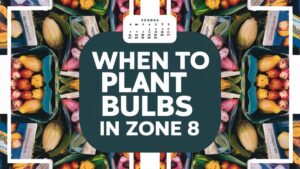 When To Plant Bulbs In Zone 8