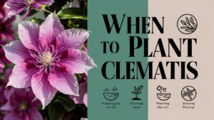 When To Plant Clematis