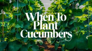 When To Plant Cucumbers