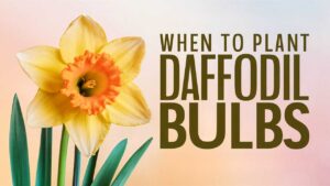 When To Plant Daffodil Bulbs